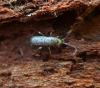 Tomocerus minor